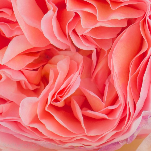 The soft contrasts and layers of petals on the English rose Abraham Darby.