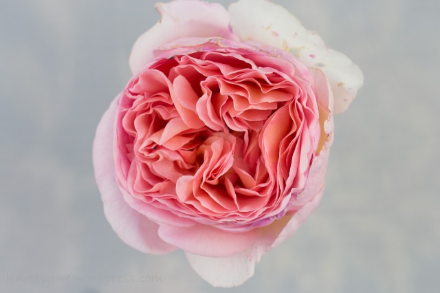 Original image of the English rose Abraham Darby.